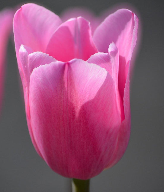 Tulip Christmas Dream