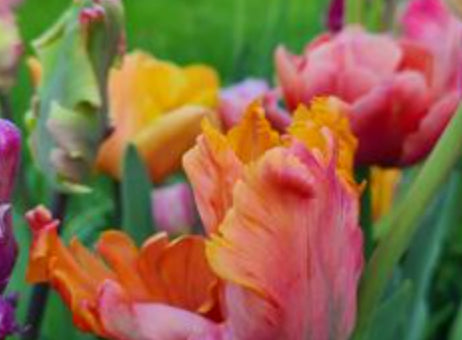 Tulip 'Amazing Parrot'