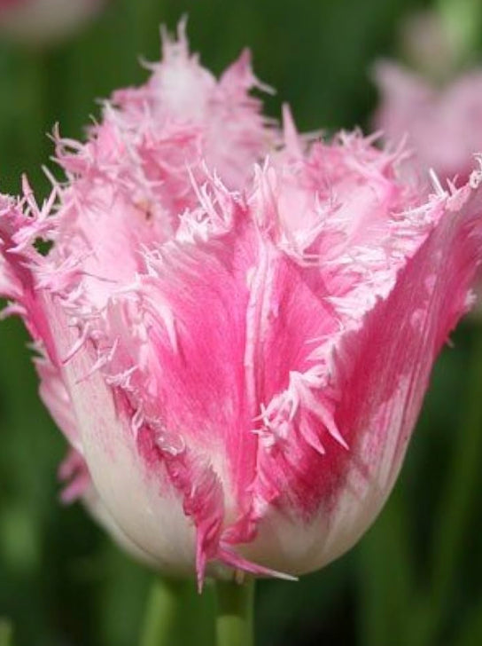 Tulip 'Dallas'