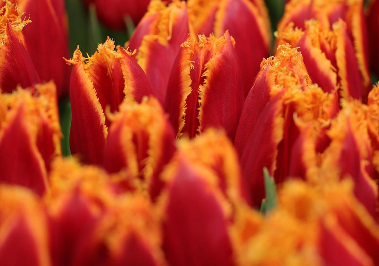 Tulip Fringe 'Fabio'