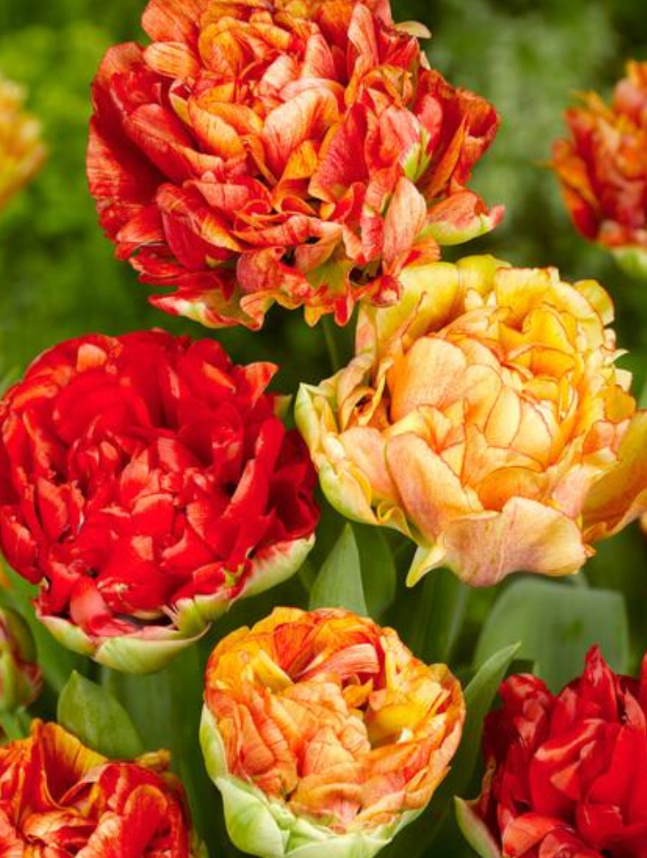 Tulip gudoshnik double mix