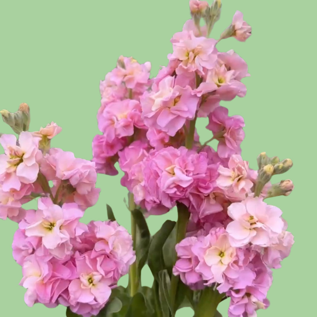 Stock Champagne Rose seeds