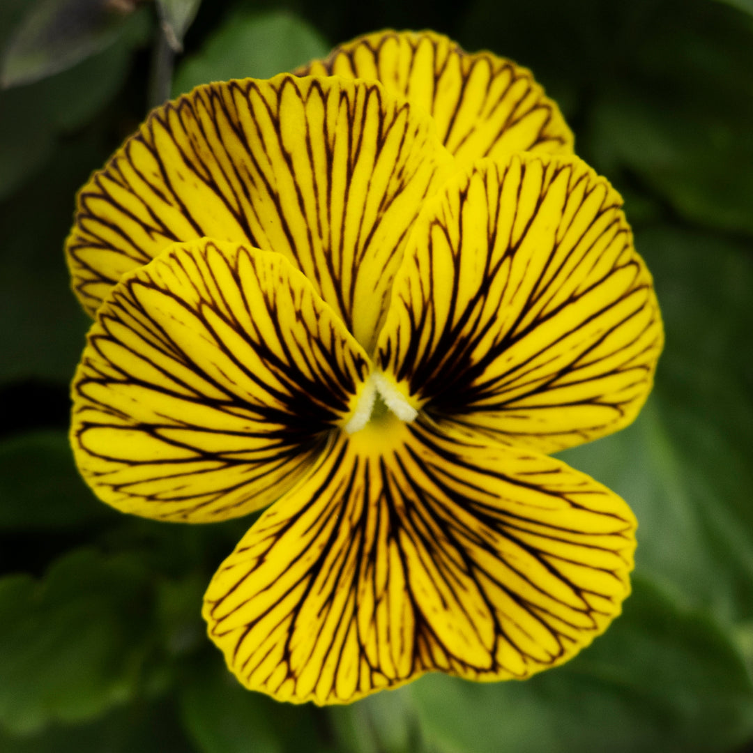 Viola sorbet Tigers eye seeds