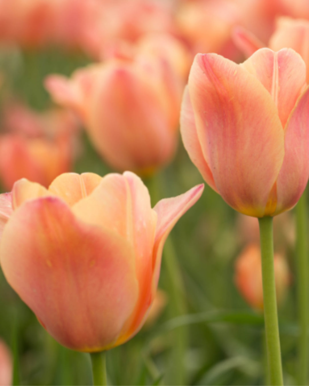 Tulip 'Apricot Beauty' precooled bulb