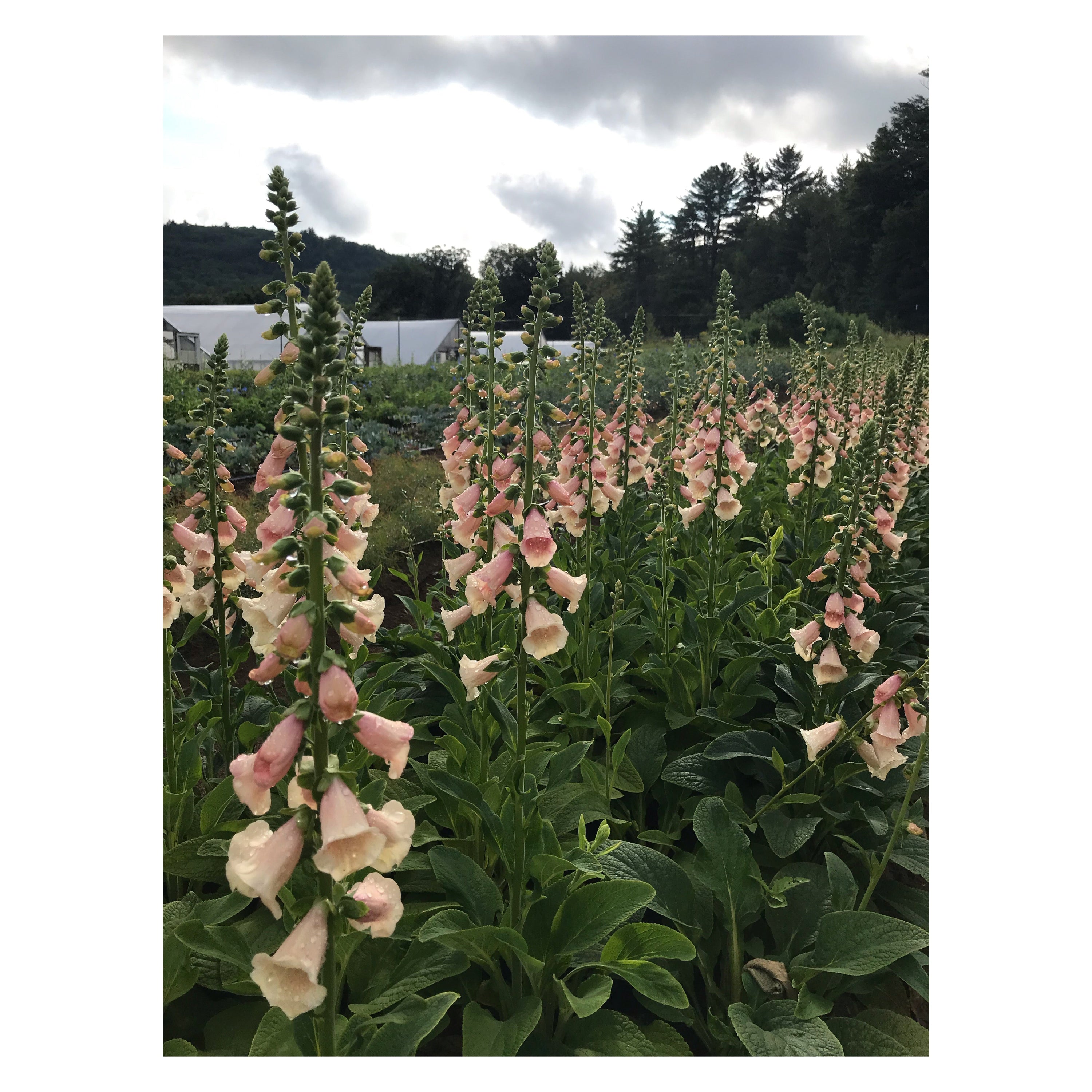Digitalis 'Dalmation Peach' plugs