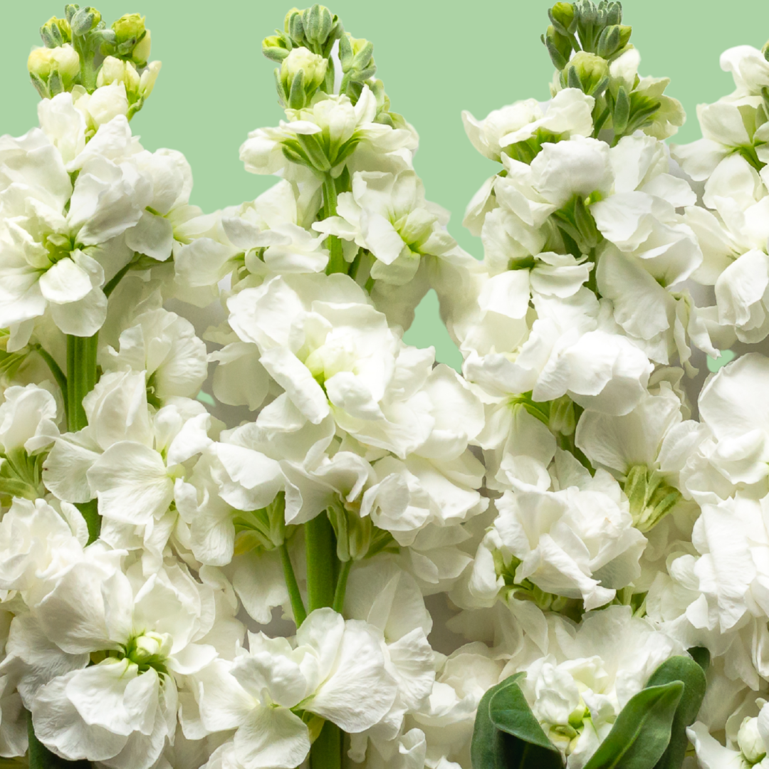 Stock Double White seeds