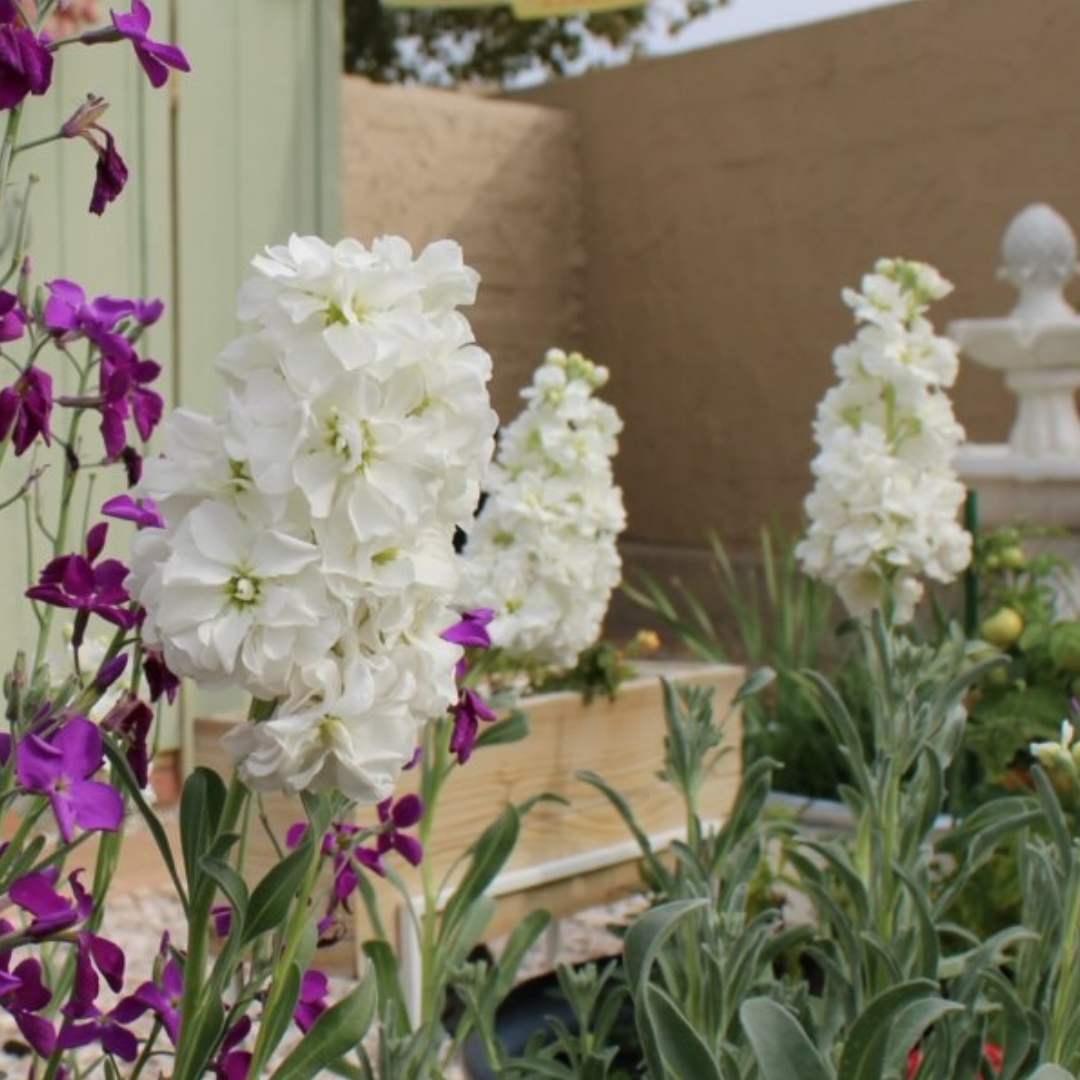 Stock Double White seeds