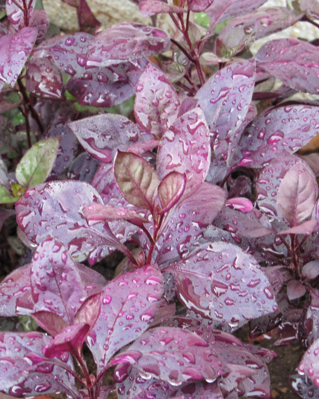 Alternanthera purple prince seeds
