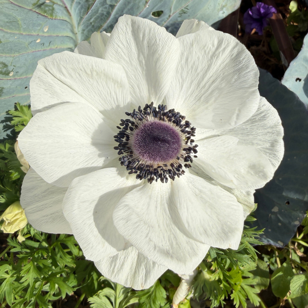 Anemone white panda corms