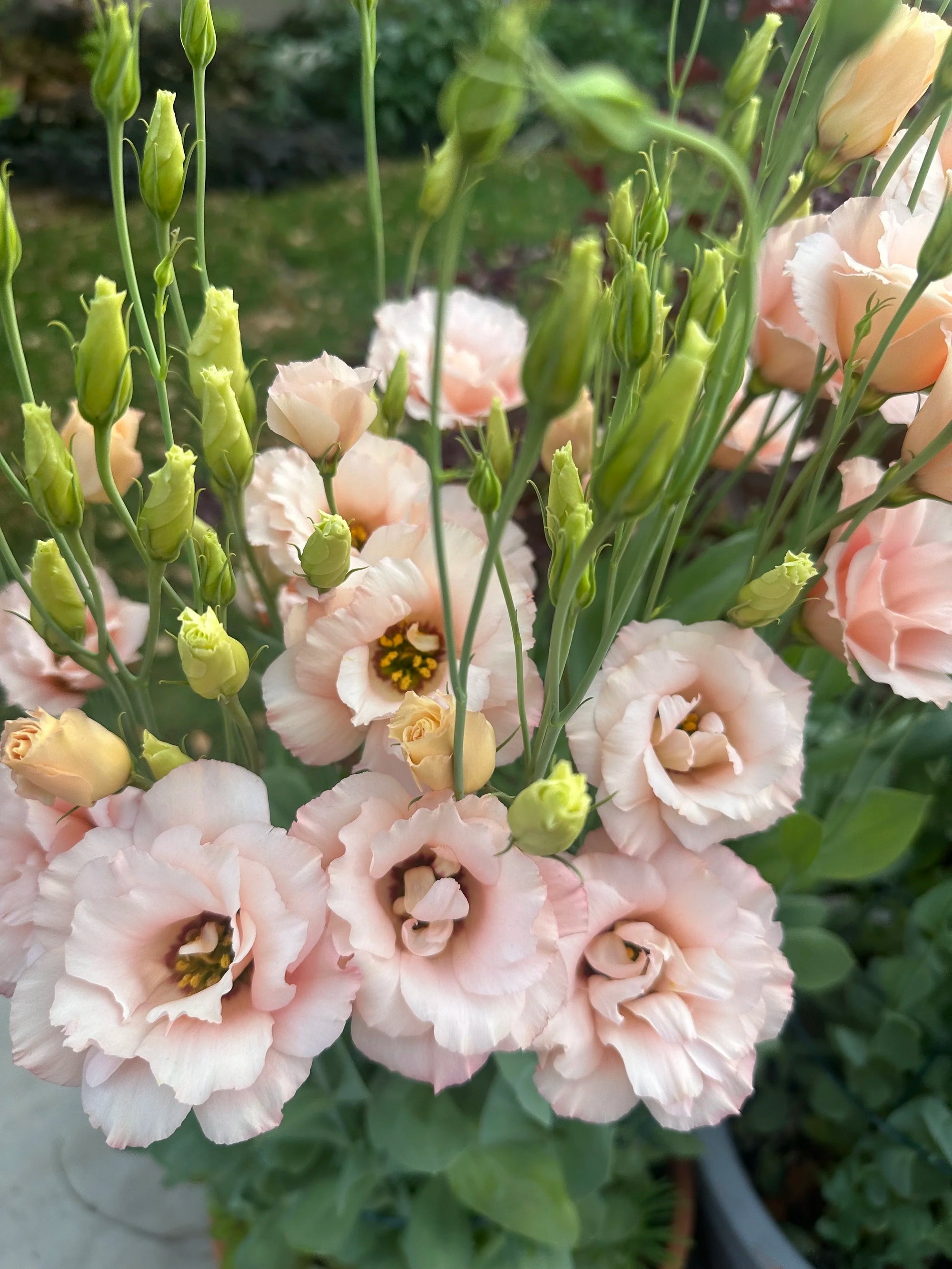 Arena Apricot Lisianthus plugs