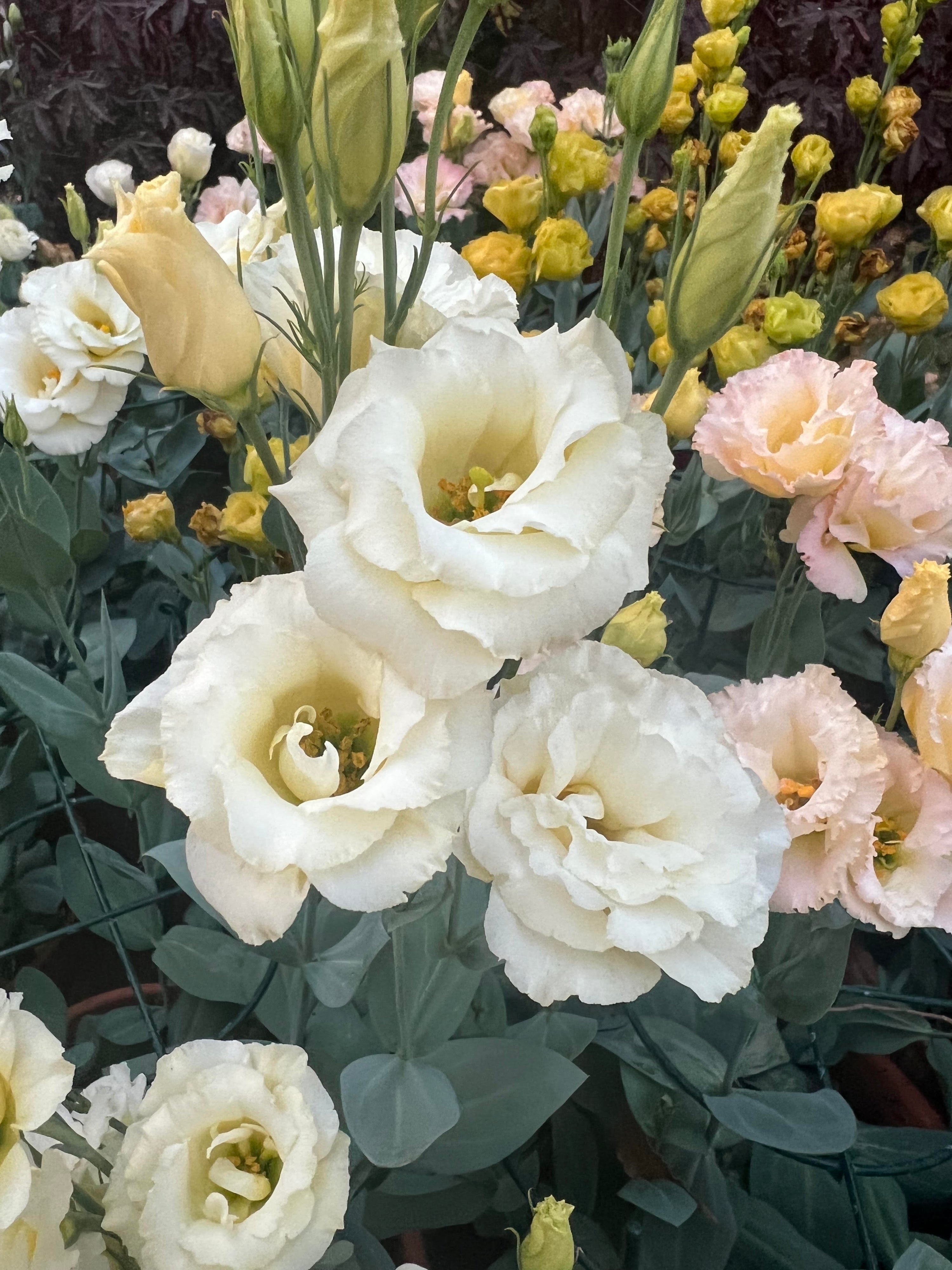 Arena Gold Lisianthus plugs