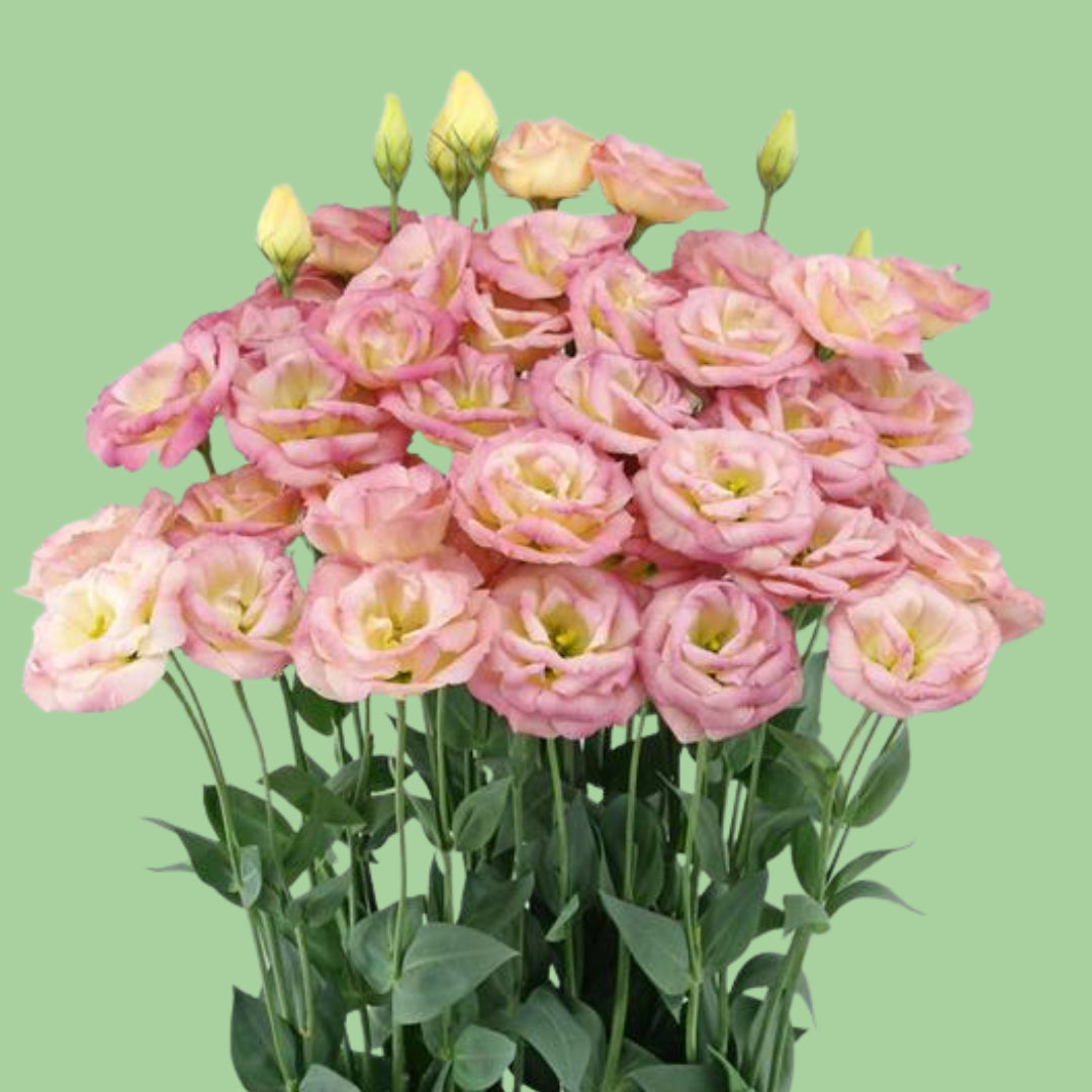 Lisianthus Arosa Champagne plugs