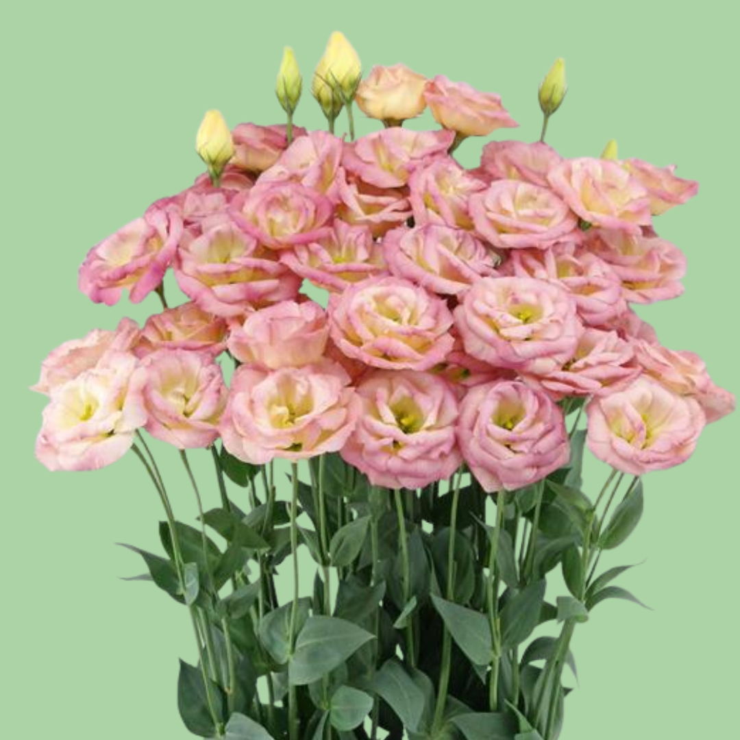 Lisianthus Arosa 'Champagne' seeds