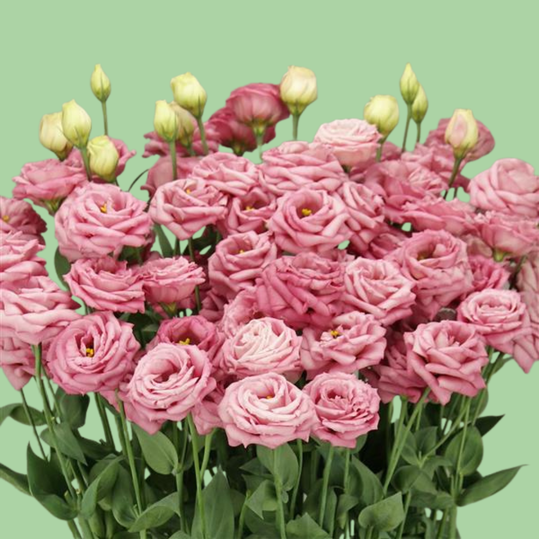 Arosa Deep Pink Lisianthus plugs
