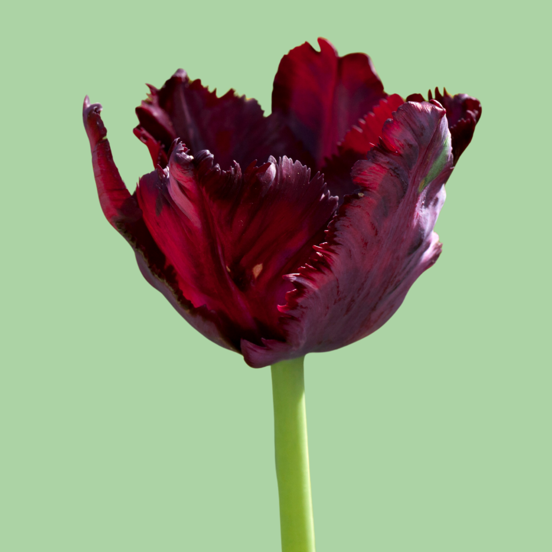 Tulip Black Parrot pre-chilled