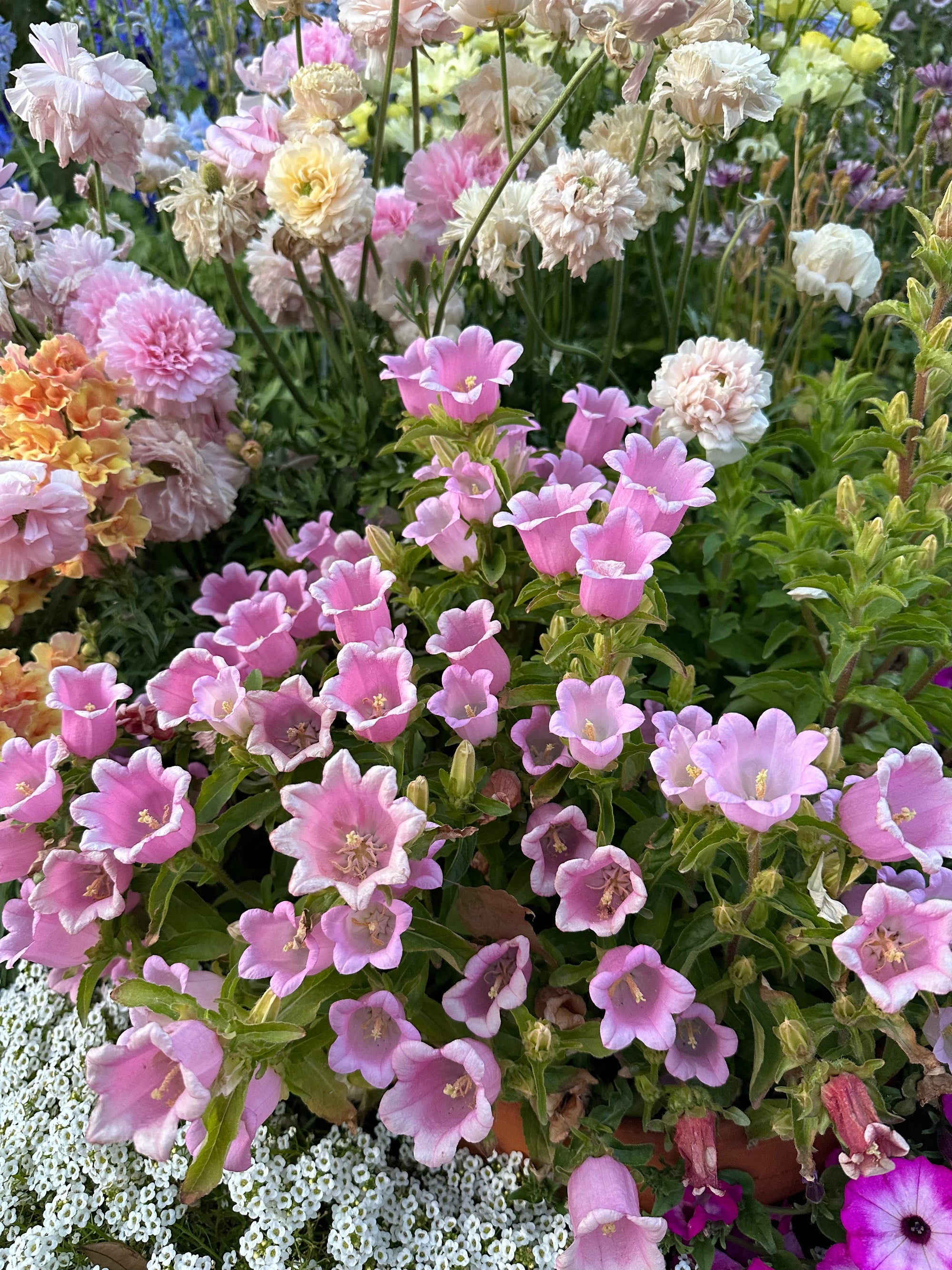 Dwarf Campanula Appeal Pink plants