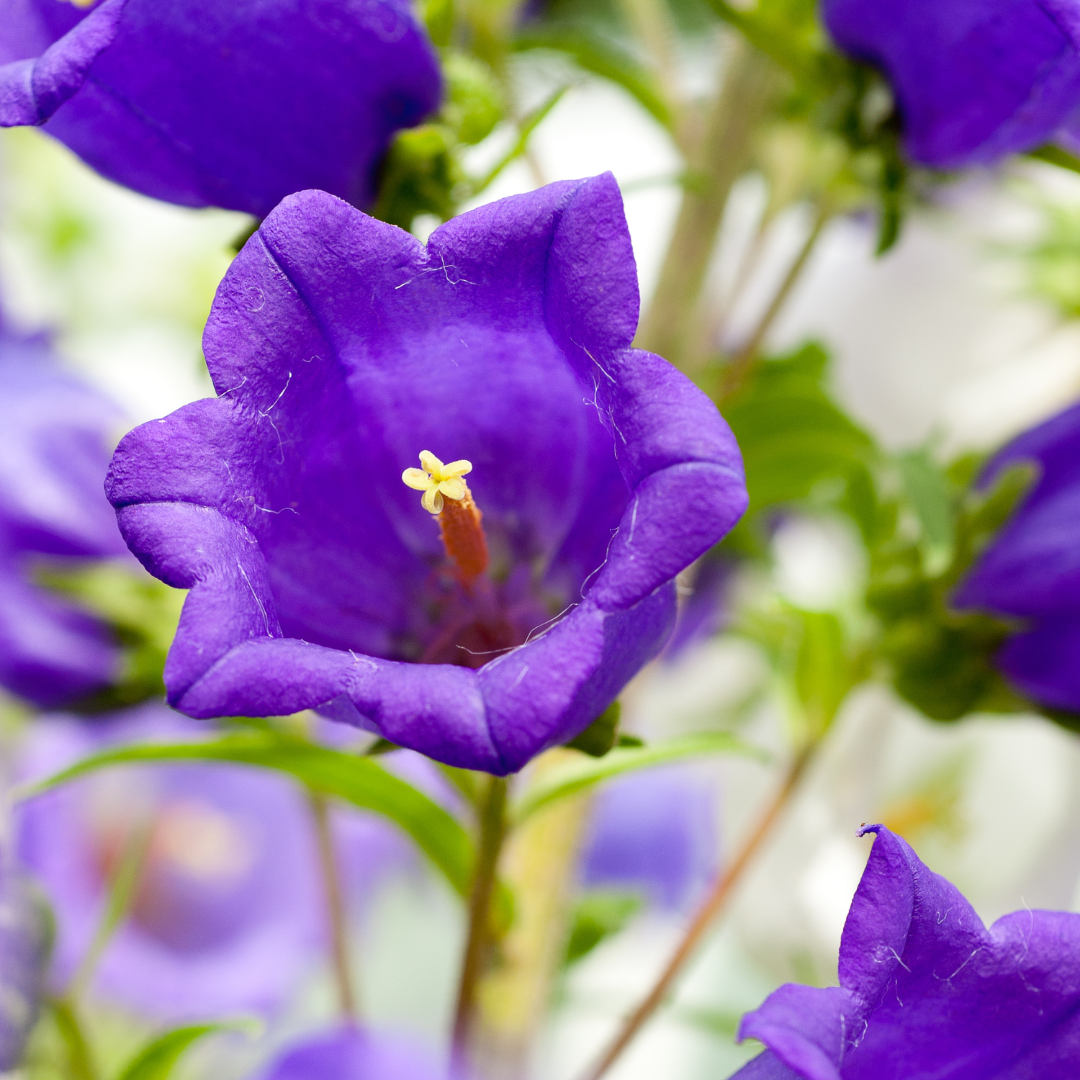 Campanula Campana Deep Blue