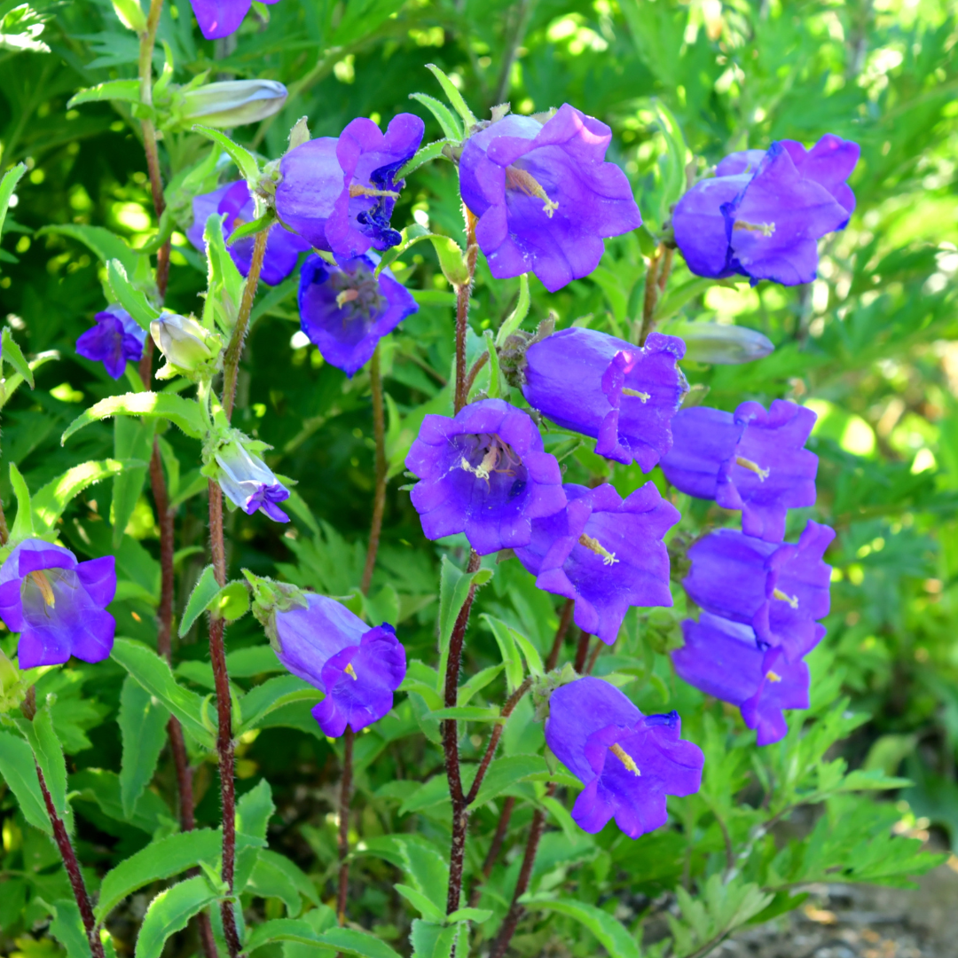 Campanula Campana Deep Blue