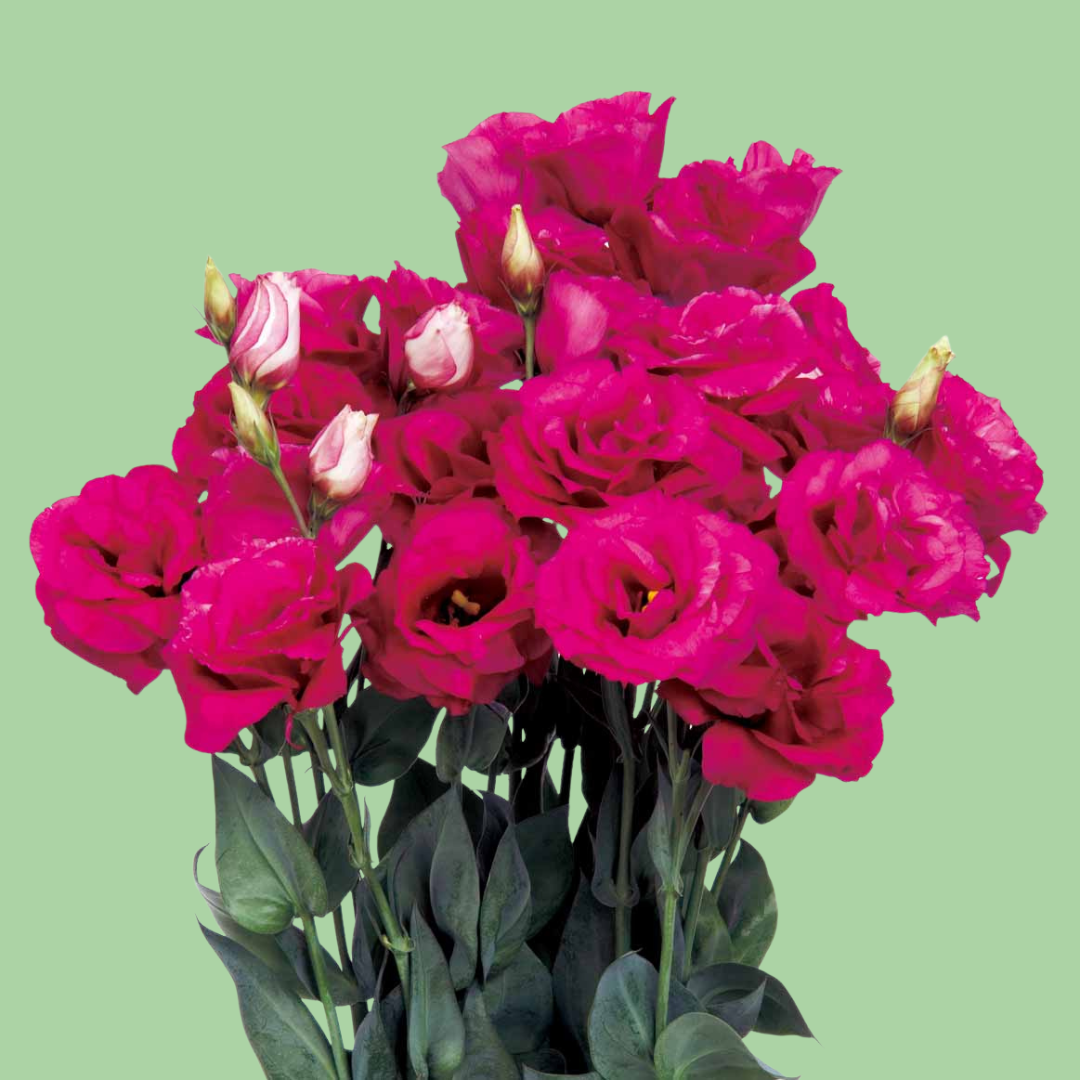 Mariachi Carmine Lisianthus plugs