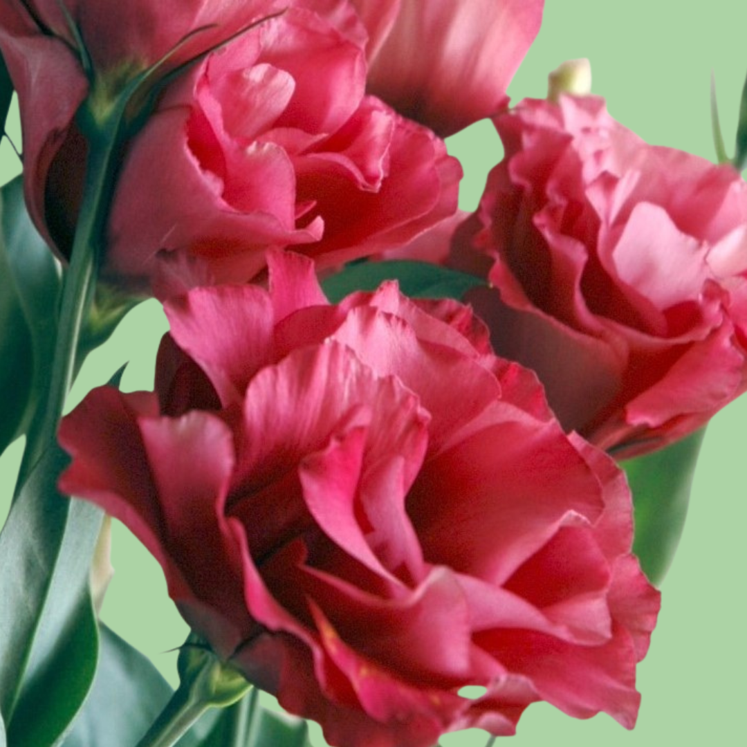 Mariachi Carmine Lisianthus plugs