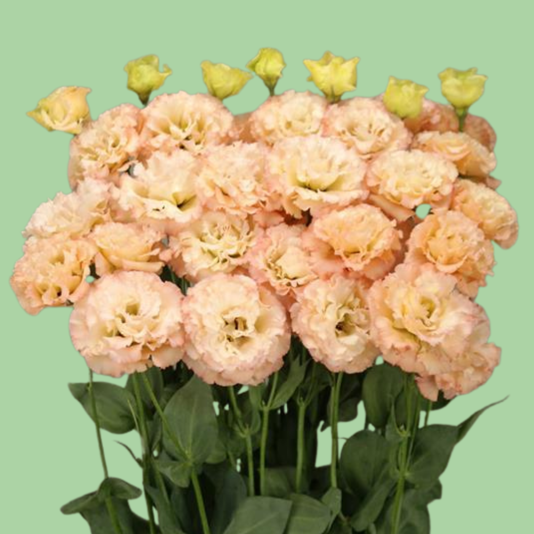 Celeb Apricot Lisianthus plugs