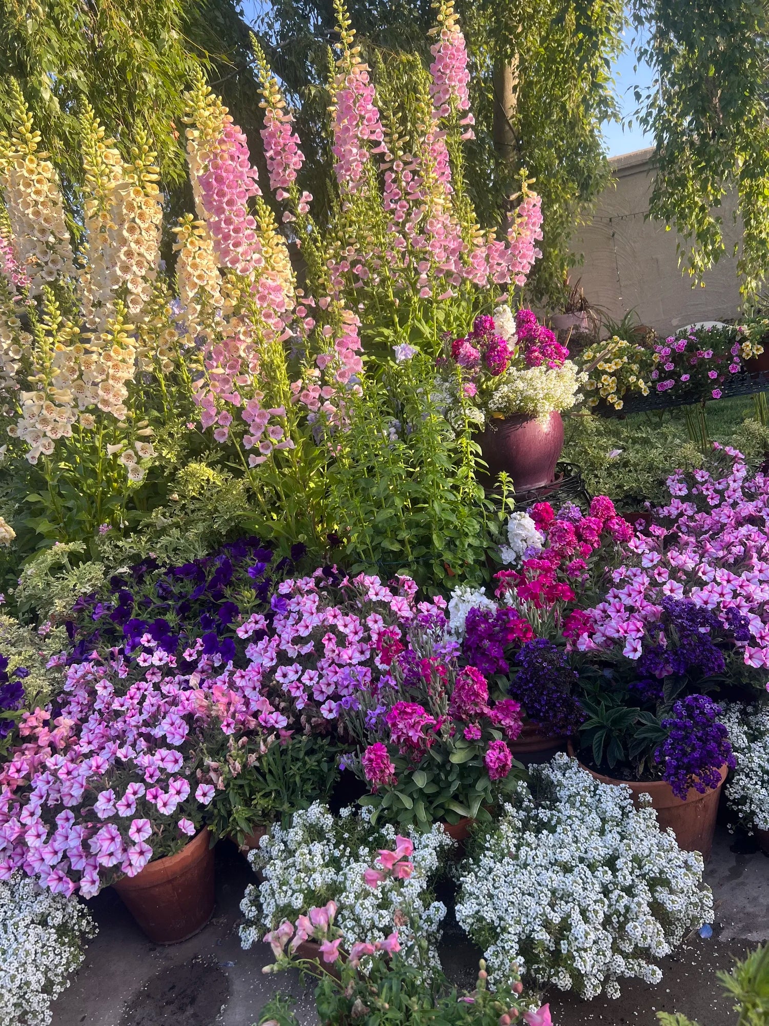 Garden Consultation