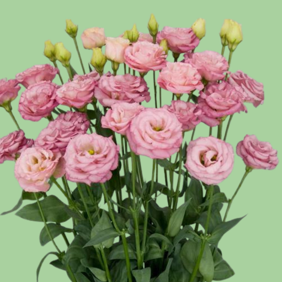 Arosa peach Lisianthus plugs