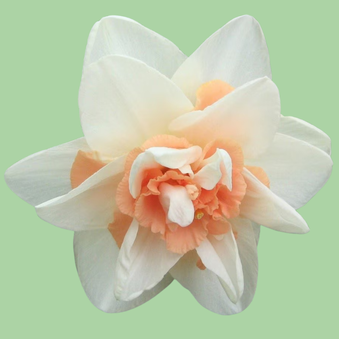 Daffodil delnashaugh