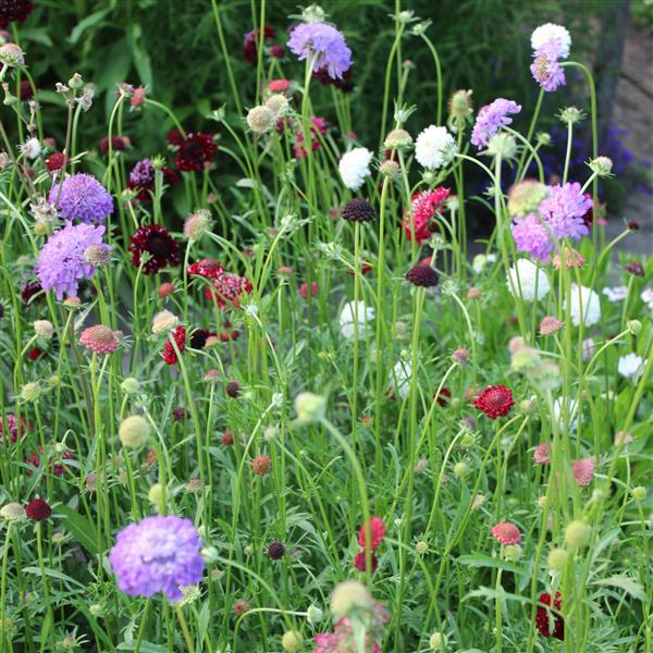 Scabiosa atropurpurea 'QIS Mix' plugs