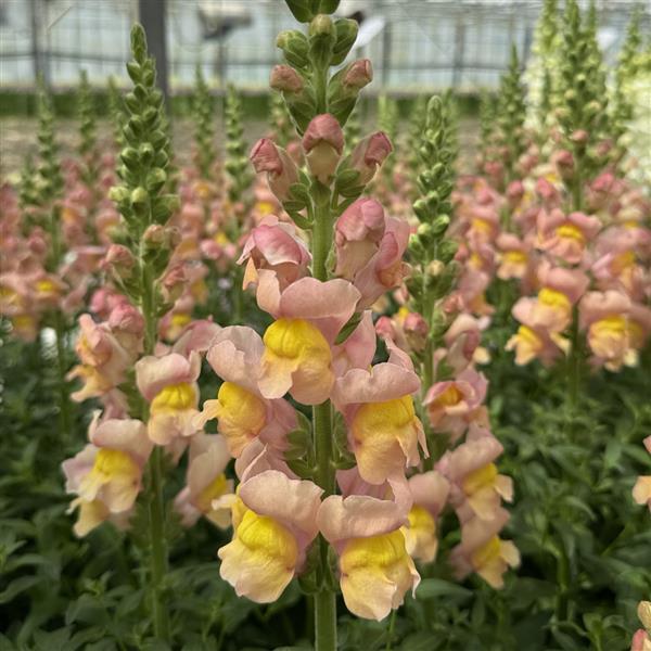 Snapdragon 'Antibes Apricot' plugs