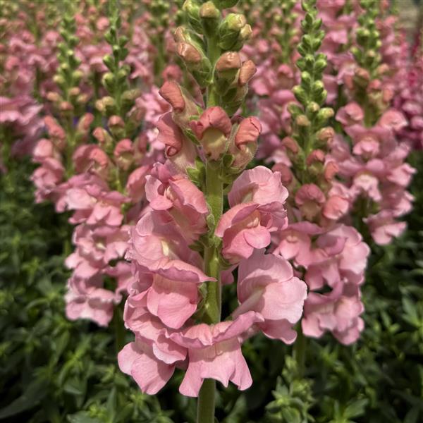 Snapdragon 'Antibes Soft Pink' plugs