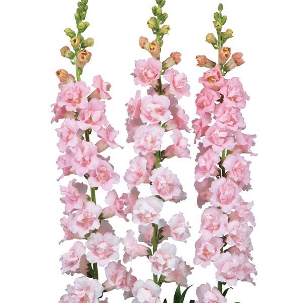 Snapdragon 'Snapstar Pink' plugs