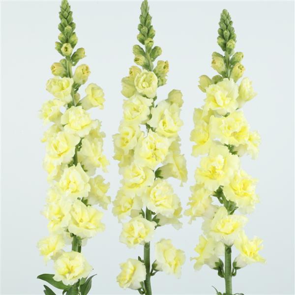 Snapdragon 'Snapstar Yellow' plugs