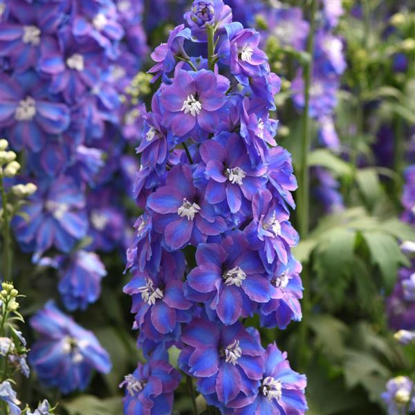 Delphinium 'Guardian Blue' plugs