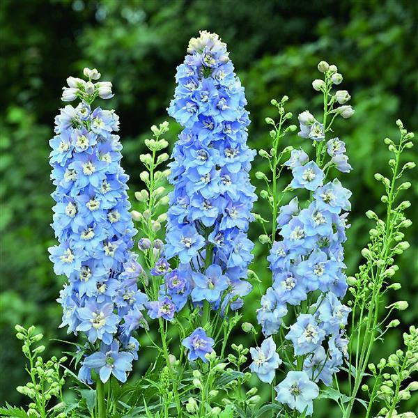 Delphinium 'Magic Fountains Sky Blue/White Bee' plugs