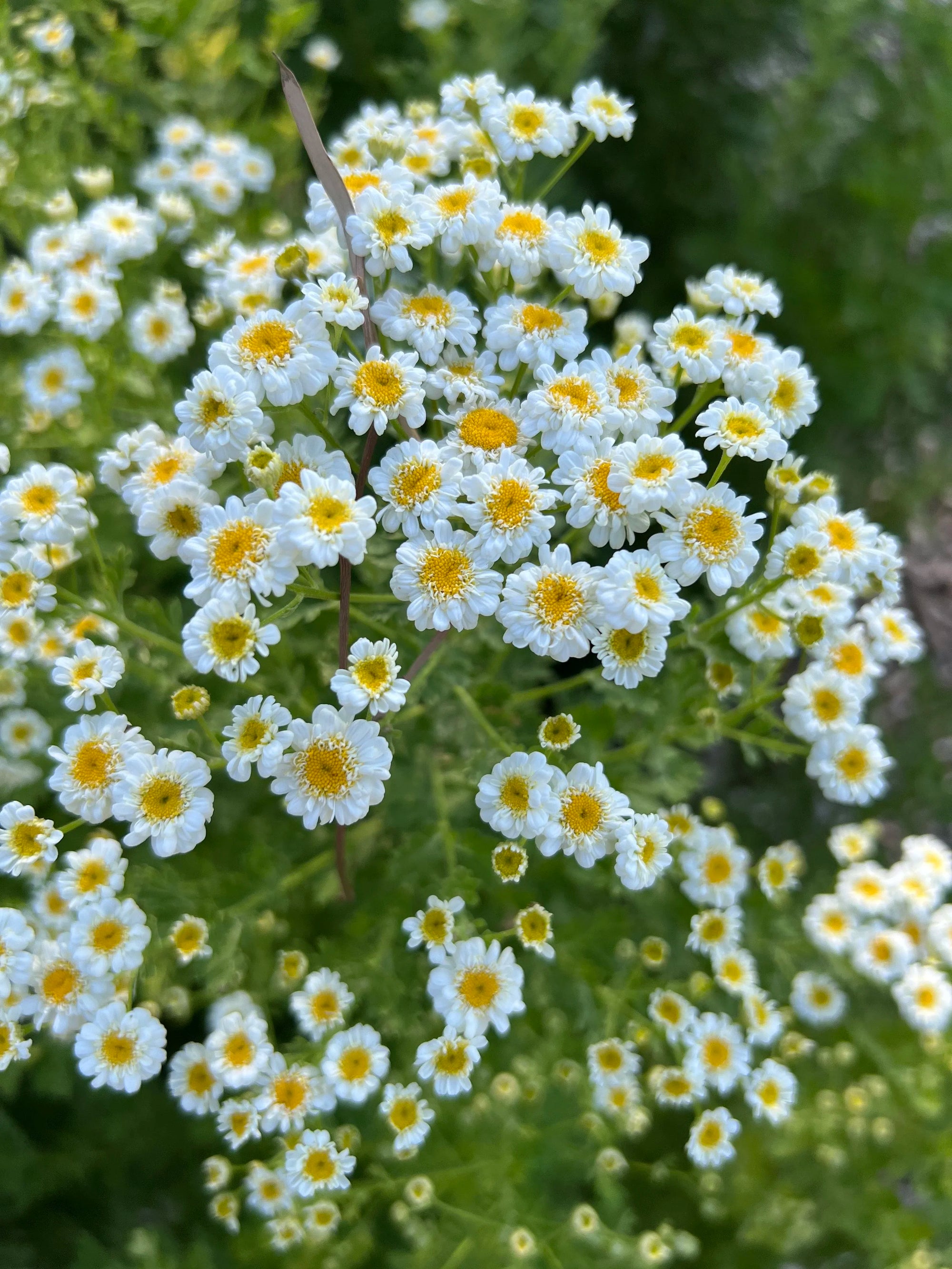 Feverfew Tetra white