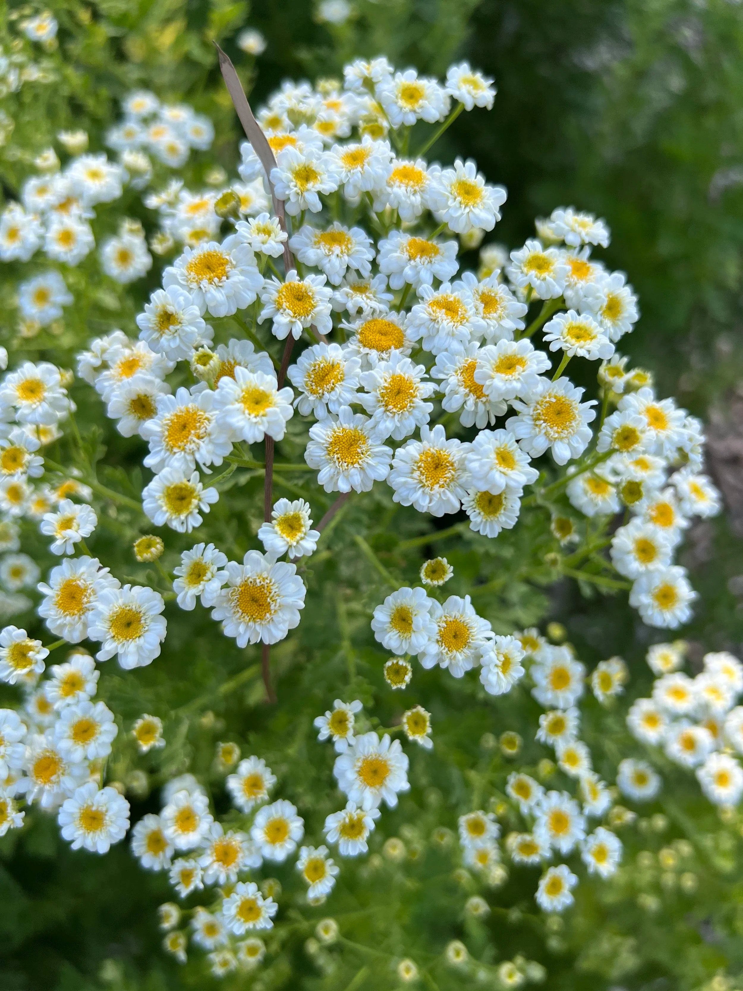 Feverfew Tetra white