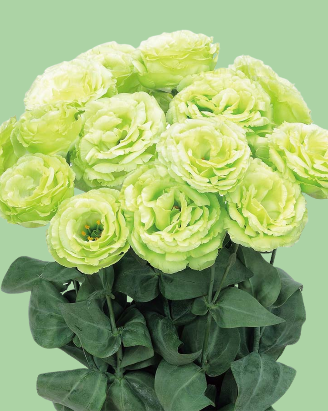 Lisianthus Roseanne 'green' seeds