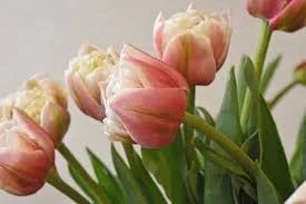 Tulip 'Sambuca'