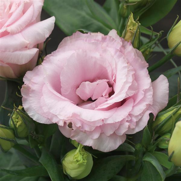 Julietta Pink Lisianthus plugs