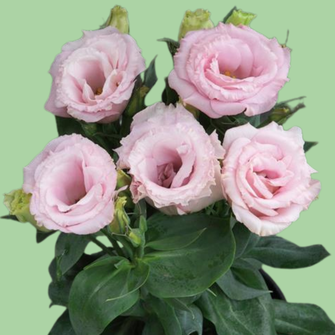 Julietta Pink Lisianthus plugs