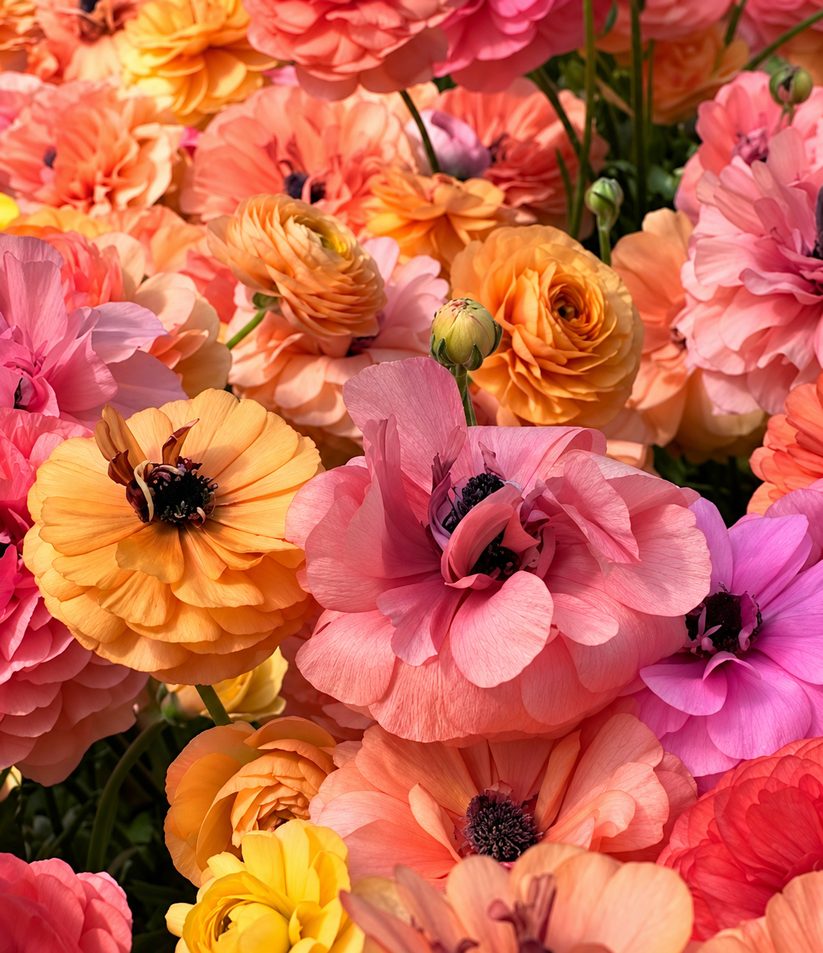 Ranunculus LaBelle Champagne corms