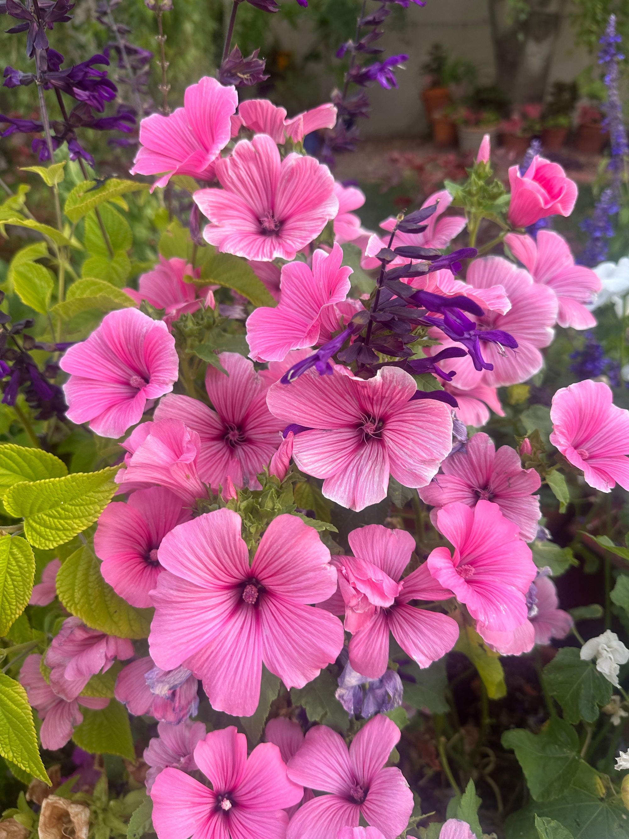 Lavatera