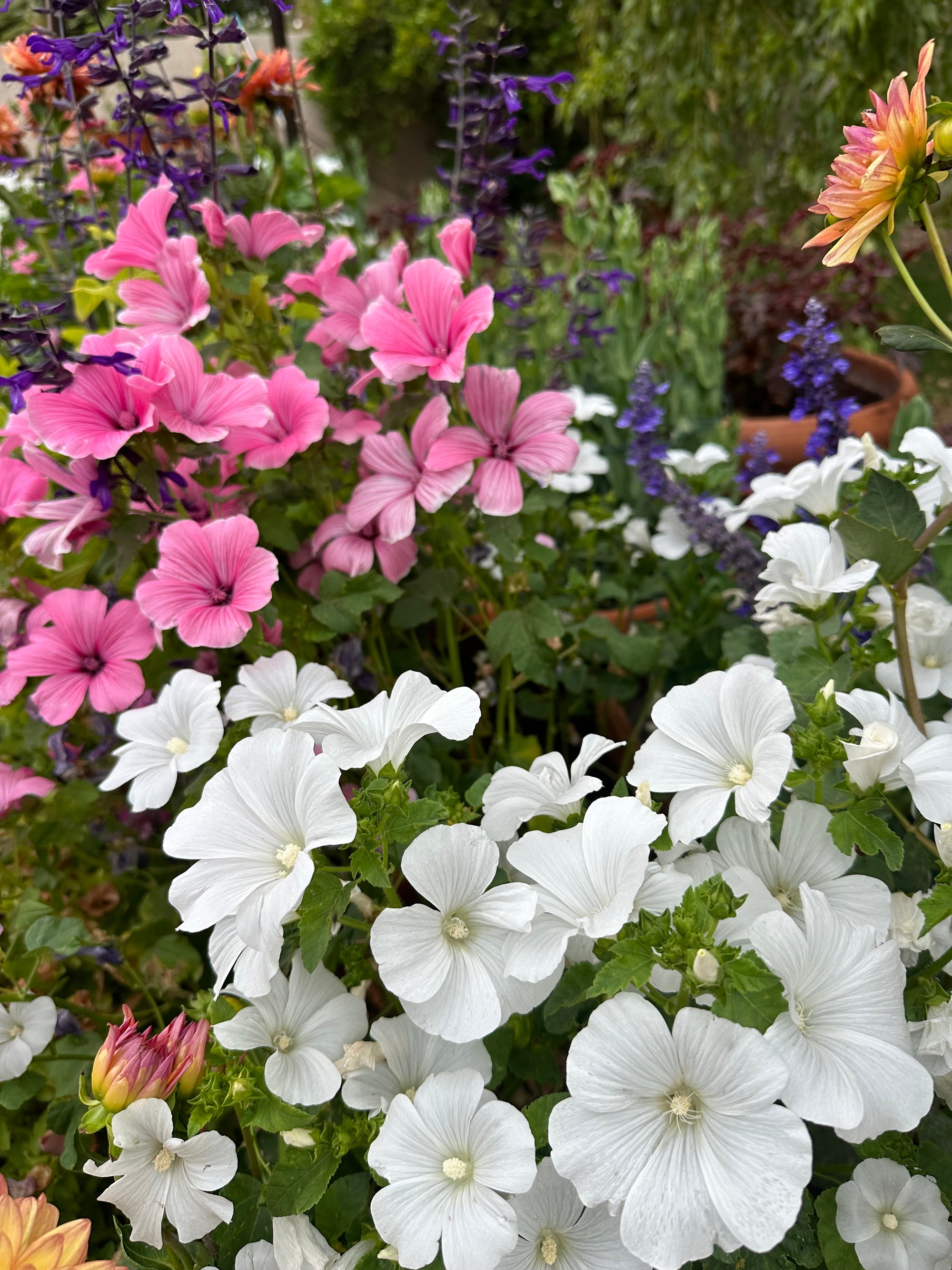 Lavatera