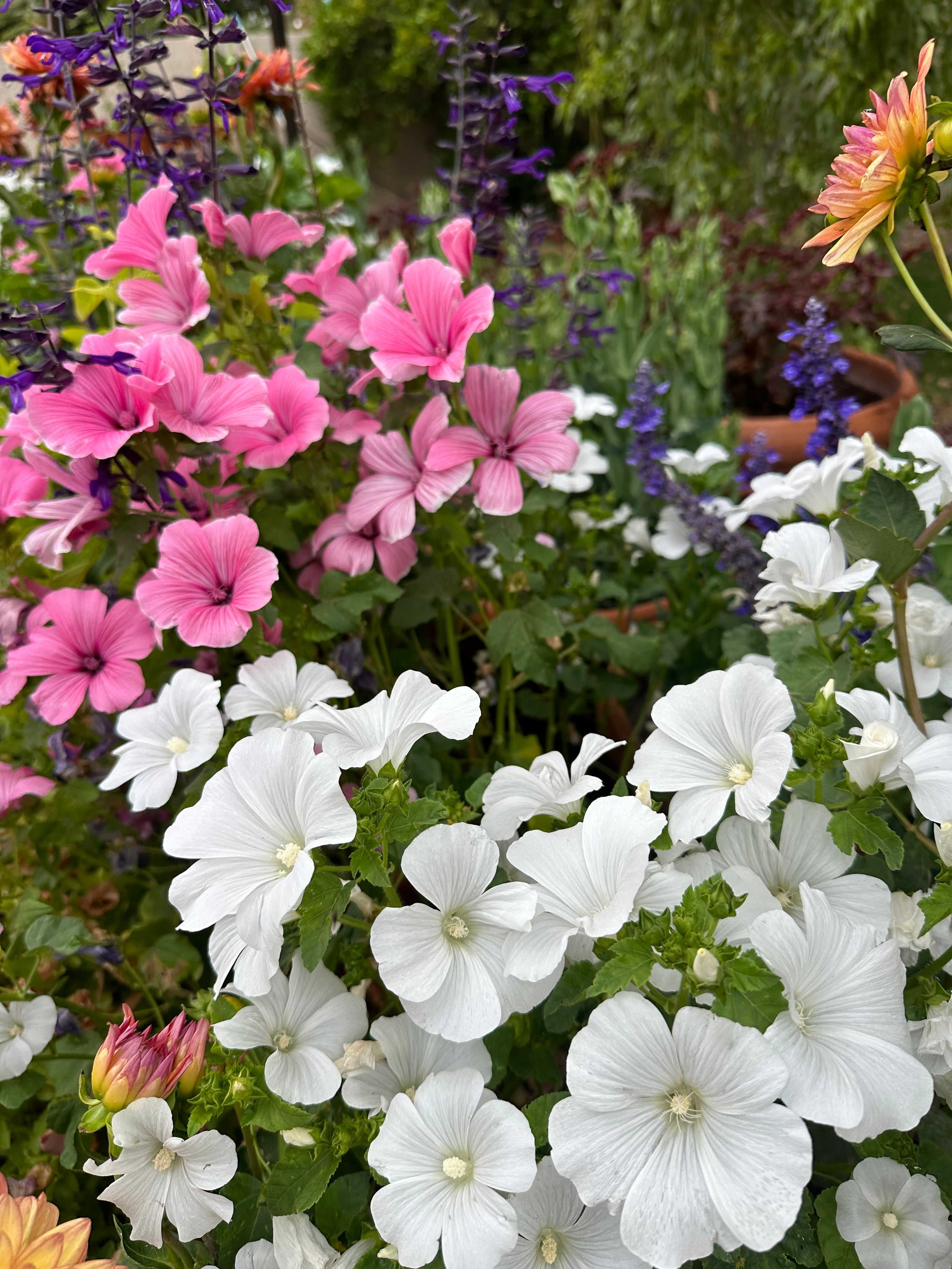 Lavatera