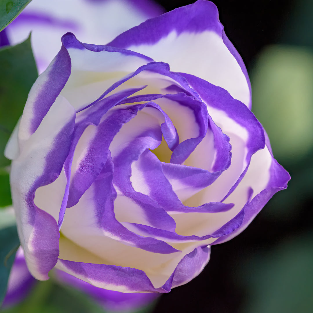 Lisianthus 'Blue Picotee'