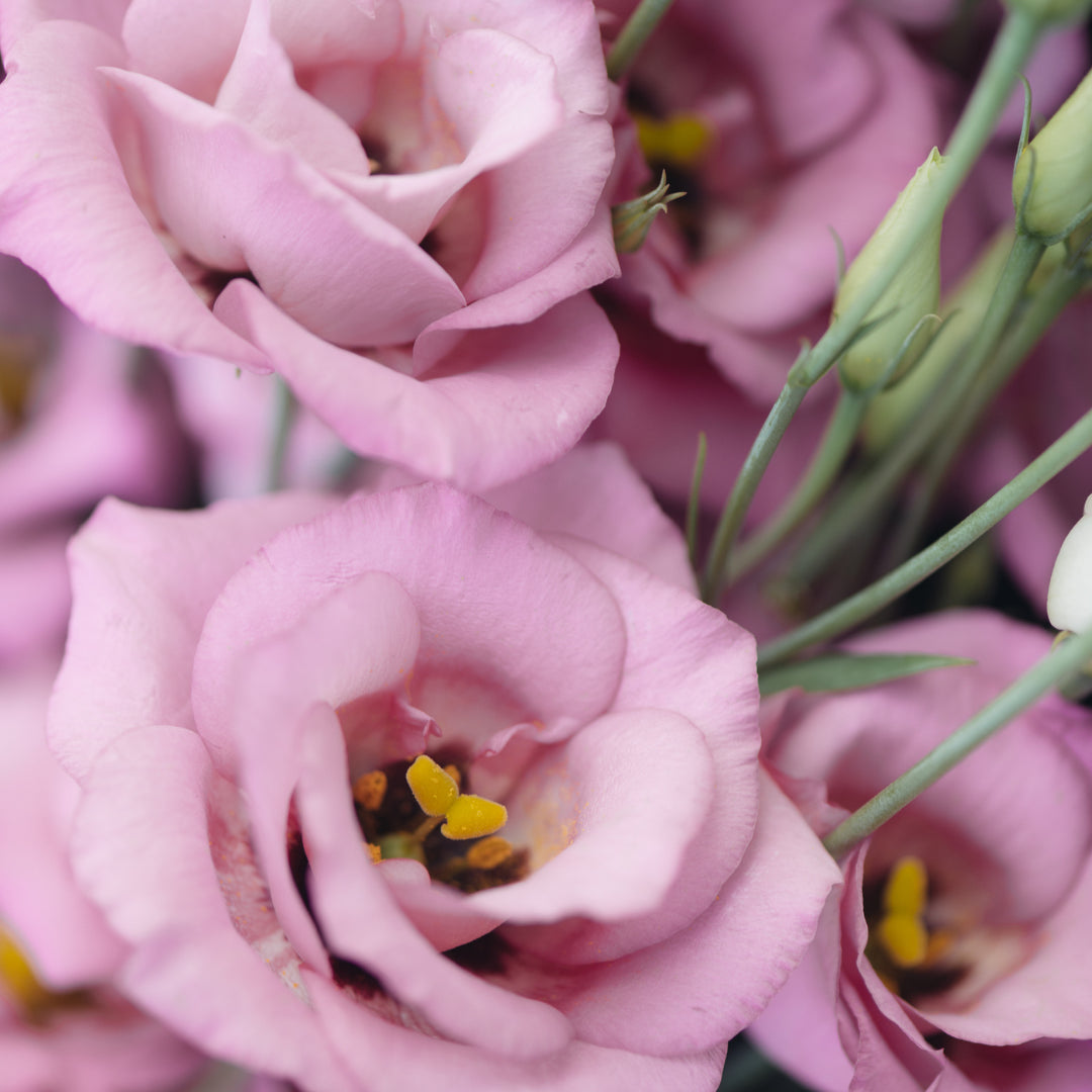 Lisianthus Echo 'Pink'