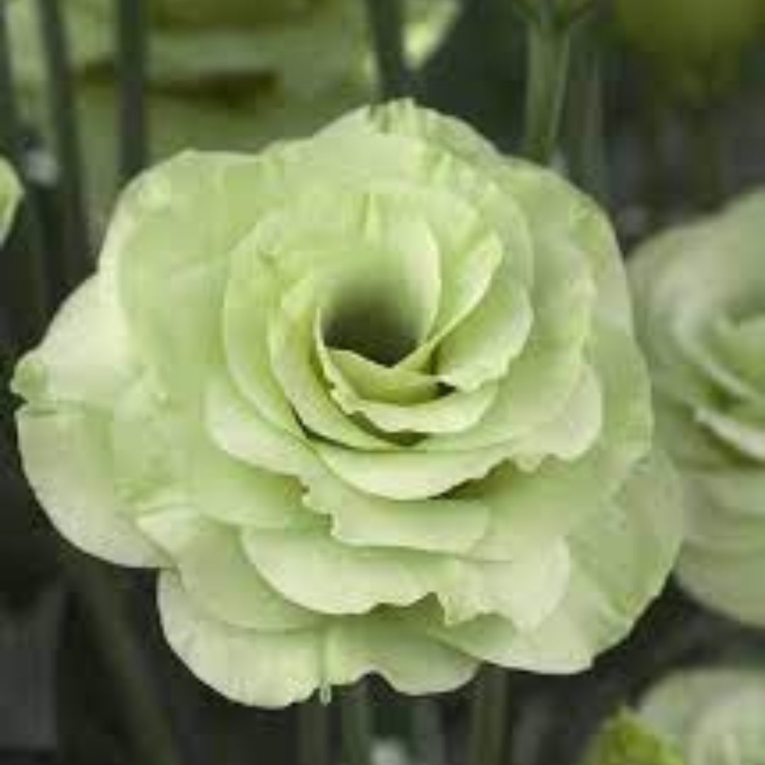 Lisianthus 'Croma Green'