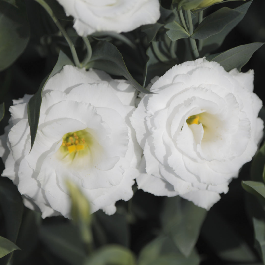 Lisianthus 'Croma White'