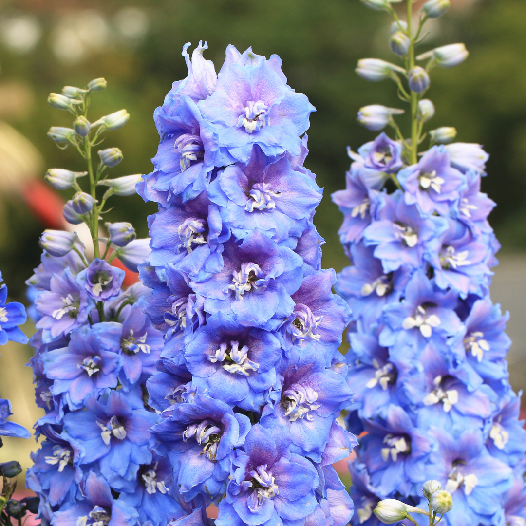 Delphinium Magic Fountains Blue sky